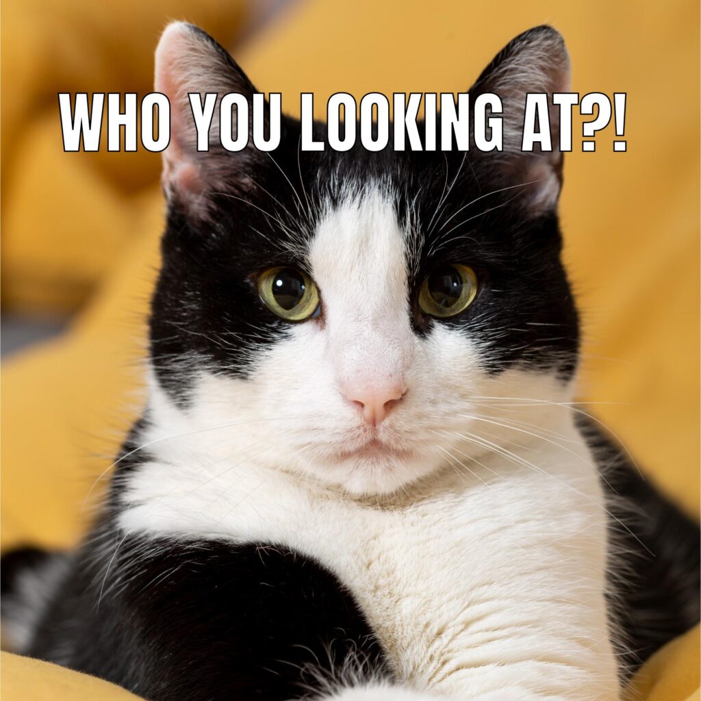 Meme: "Who You Looking At?"